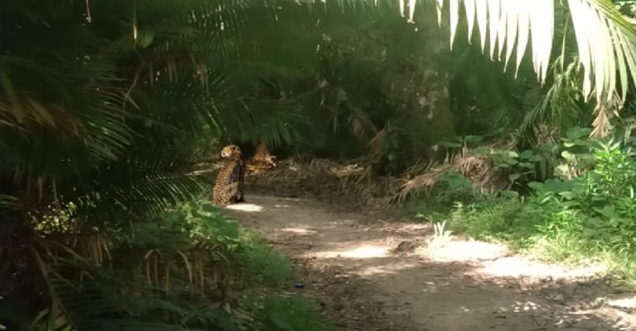 সখীপুরের হতেয়ার বনে চিতাবাঘ, আতঙ্কে স্থানীয়রা